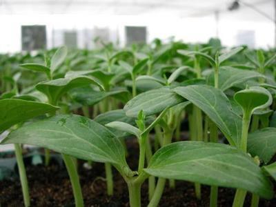 泰系辣椒种苗培养工业开展见成效